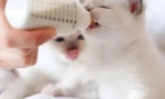 Млечна смес за котенца
